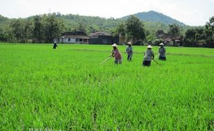 Seusai Ngemil di Sawah, Tujuh Orang Keracunan