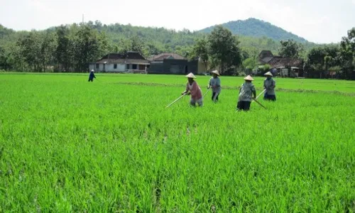 Pemkab Diminta Lindungi Lahan Produktif