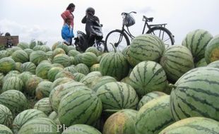 PANEN SEMANGKA : Kemarau, Petani Semangka Merugi