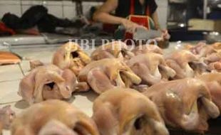 MUDIK LEBARAN 2013 : Harga Ayam Potong Melambung