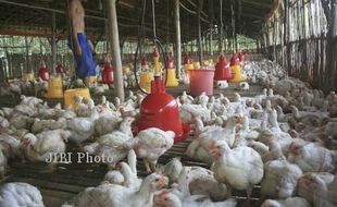 Ayam Hanyut Diterjang Banjir, Peternak di Bantul Rugi hingga Rp300 Juta