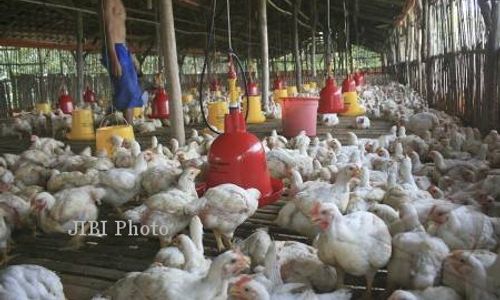 Ayam Hanyut Diterjang Banjir, Peternak di Bantul Rugi hingga Rp300 Juta