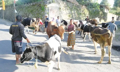  Bakda Sapi,  Wujud Rasa Syukur kepada Tuhan....