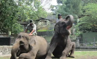 Maret, Tiket Masuk Gembiraloka Zoo Naik