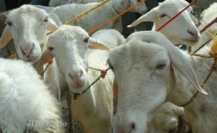 PETERNAKAN GUNUNGKIDUL : Hewan Buas Serang Ternak, 2 Kambing Kehabisan Darah