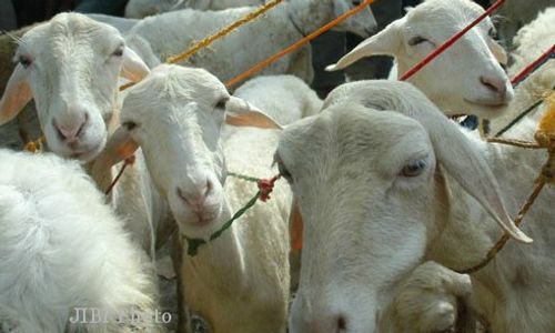 Heboh! 50 Bangkai Kambing Dibuang di Kali Serang Semarang