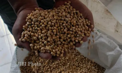 Harga Beli di Tingkat Petani Kedelai Hanya Naik Rp100 Per Kg