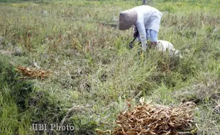 Kemarau, Petani Gunungkidul Tak Tanam Kedelai