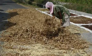 Petani Tanam Kedelai Hanya Sekali Setahun