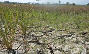 Musim Kemarau, Ribuan Hektare Lahan Pertanian di Pati Dibiarkan Nganggur