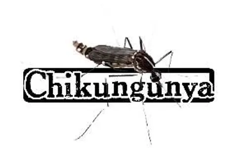 CHIKUNGUNYA SRAGEN : Puluhan Keluarga Peleman Gemolong Terserang Chikungunya