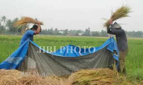 Sepanjang Musim Kemarau Produksi Beras Galur Turun 25%