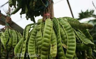 Wow! Petai dan Jengkol Indonesia Ternyata Laris di Luar Negeri