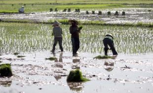 Petani Zaman Now, Gagal Panen Dapat Klaim Asuransi Ratusan Juta