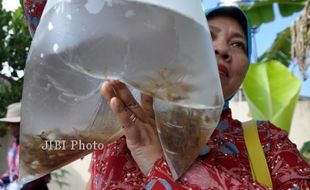 KASUS DBD KULONPROGO : Cegah DBD, Manfaatkan Drainase untuk Pelihara Ikan