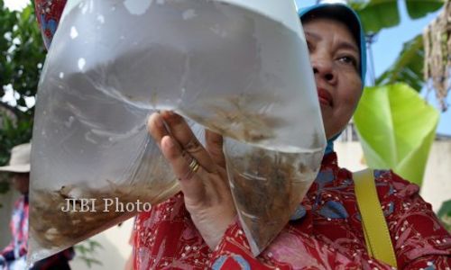 Prospektif, Ugadi Dibudidayakan di Berbah