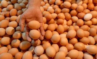 HARGA KEBUTUHAN POKOK : Harga Telur Bebek dan Telur Ayam Kampung Kembali Stabil