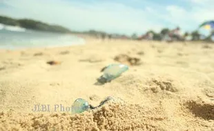 SERANGAN UBUR-UBUR : Suhu Air Laut Menghangat, Serangan Berkurang