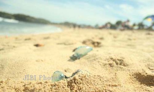 Bermain di Pantai Krakal, Tiga Pelajar Kesakitan Terserang Ubur-ubur