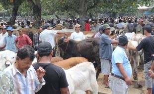 JELANG IDUL ADHA, HARGA SAPI NAIK