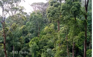 Hutan Tanaman Rakyat Ditarget 1 Juta Hektare