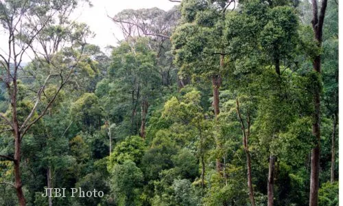 Hutan Tanaman Rakyat Ditarget 1 Juta Hektare