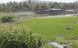 RAWA JOMBOR MENGERING : Warga Tanami Padi dan Jagung