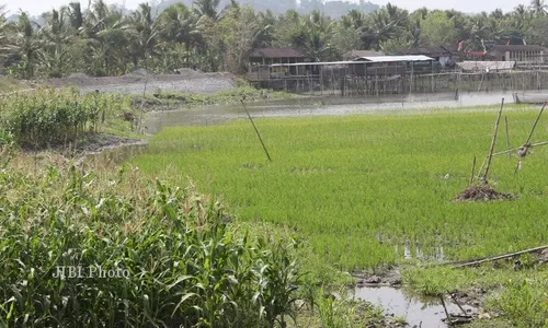 RAWA JOMBOR MENGERING : Warga Tanami Padi dan Jagung