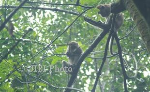 Kawanan Monyet Jarah Tanaman Perkebunan di Girimulyo