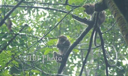 Kawanan Monyet Jarah Tanaman Perkebunan di Girimulyo