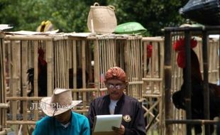 AYAM PELUNG BERLOMBA DI BOGOR