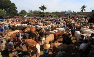 HARGA SAPI NAIK