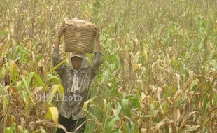 AREAL TANAMAN JAGUNG : Target Baru Tercapai 21,35%