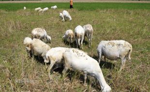 PETERNAKAN GUNUNGKIDUL : Serangan Anjing Hutan Berpotensi Meluas, 16 Kambing Milik Warga Mati