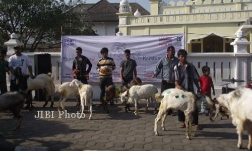 KISAH UNIK : Di Sukoharjo, Ada Kambing Jadi Model!