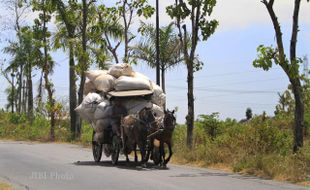 MEMBAWA KARUNG