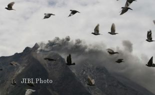 LETUSAN SINABUNG USIK BURUNG