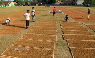  JEMUR TEMBAKAU : Demi Hasil Maksimal, Petani Turun Gunung