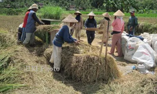 SWASEMBADA PANGAN DALAM DUA TAHUN : DIY Diprediksi Alami Krisis Beras pada 2020