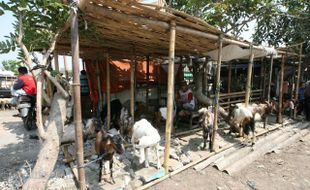 IDUL ADHA 2013 : Di Solo, Harga Kambing Mulai Merangkak Naik