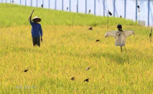 MENGUSIR BURUNG PIPIT