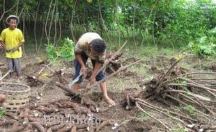 PRODUKSI PERTANIAN : Petani Harus Tingkatkan Hasil Singkong