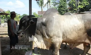  SAPI JUMBO : Sapi di Klaten Ini Miliki Bobot 1 Ton