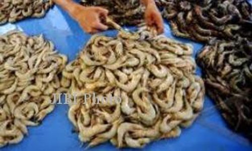 Budidaya Udang : Udang Luar Negeri Rawan Penyakit, Peluang Bagi Indonesia