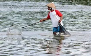 KERUSAKAN LINGKUNGAN : Tambak Udang di Trisik Tabrak Aturan