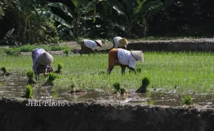 DANA DESA KLATEN : Tanah Bengkok Jadi Tunjangan Kades dan Perdes