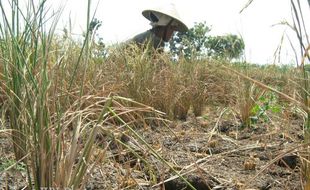 154 Hektare Lahan Puso di Jateng Dapat Ganti Rugi