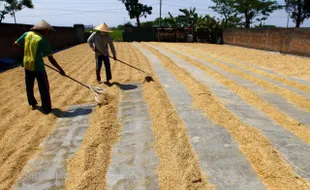 Meroket pada Mei 2023, Harga Gabah Kering Giling Capai Rp6.158 Per Kg