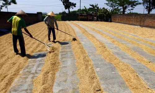 HARGA KEBUTUHAN POKOK : Kenaikan HPP GKP Tak Jamin Serap Maksimal Gabah Petani