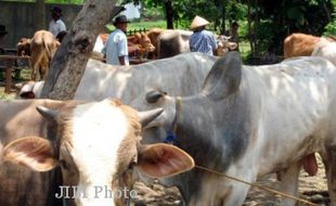 IDULADHA 2013 : Harga Sapi di Sleman Mulai Naik 25%